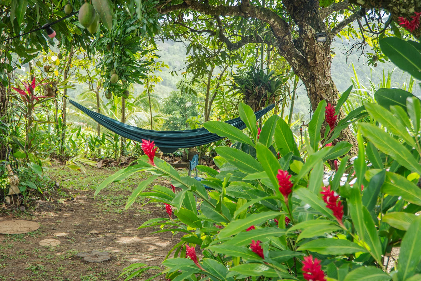 Blue hammock in the tropical garden, red ginger flowers in the foreground