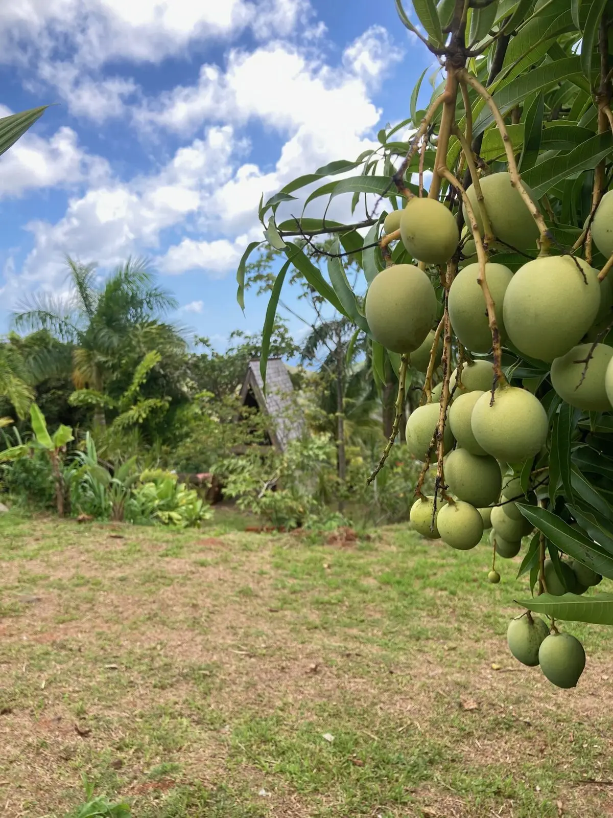 Green mangoes hanging from the tree, A-frame visible through the garden, Les Vendredis