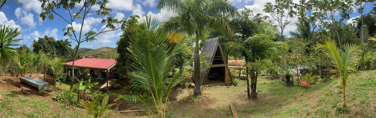 Flamboyant tree in bloom with palm trees and Martinique hills behind, garden of Les Vendredis